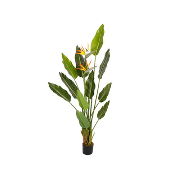STRELITZIA BOOM Y8480-10-2-3PS 170 CM