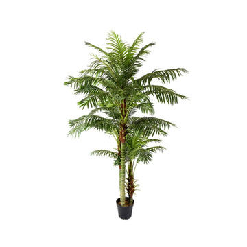Areca Palm L