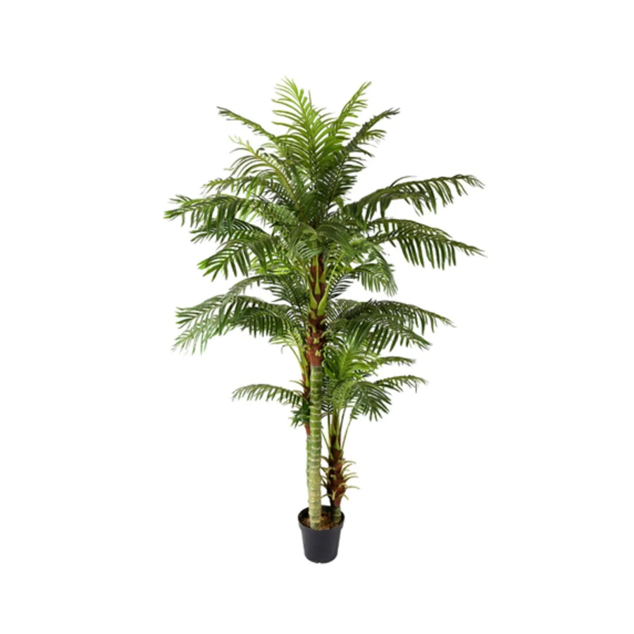 Areca Palm L