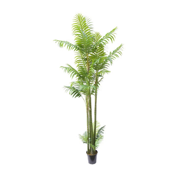 Areca Palm XXL