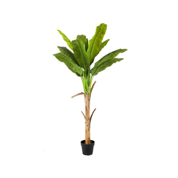 Bananenboom Tall S