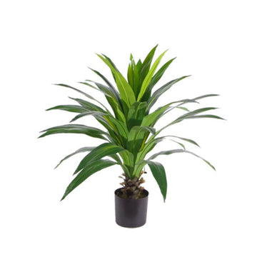 DRACAENA GROOT Y8420-37-1T 110 CM