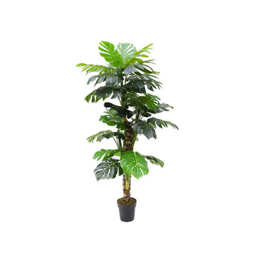 MONSTERAPLANT Y8453-34-4-1PS 160 CM