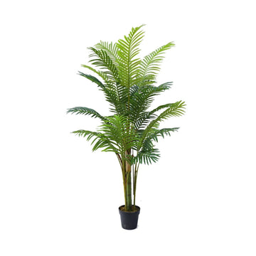 Areca Palm XS