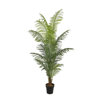 Areca Palm M