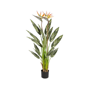 Alpinia Luxe Plant