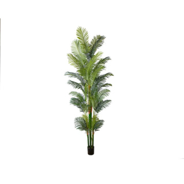 Areca Palm XL