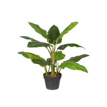 STRELITZIA BOOM Y8480-13-4PS 70 CM