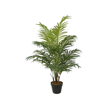 Areca Palm XXS