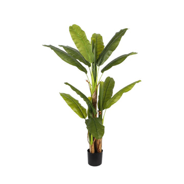 Bananenboom S
