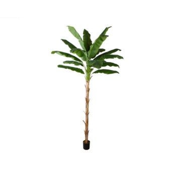 Bananenboom Tall XL