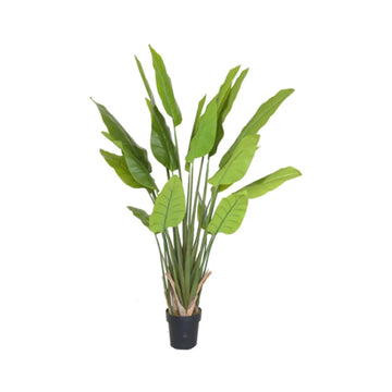 STRELITZIA BOOM Y8480-20-5PS 150 CM