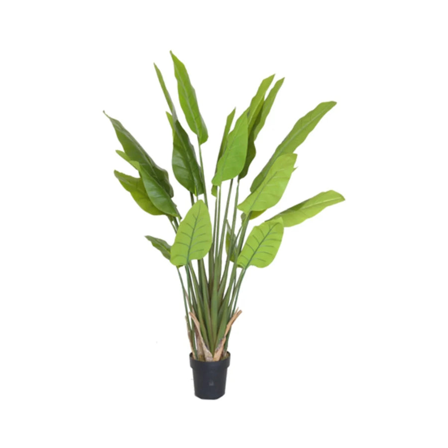 STRELITZIA BOOM Y8480-20-5PS 150 CM