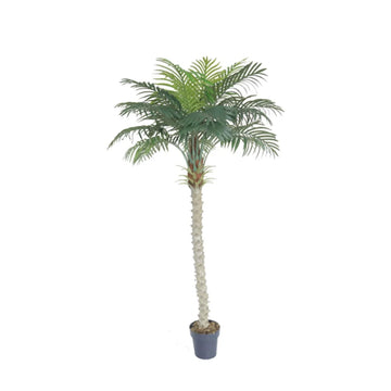 Areca Palm Tall