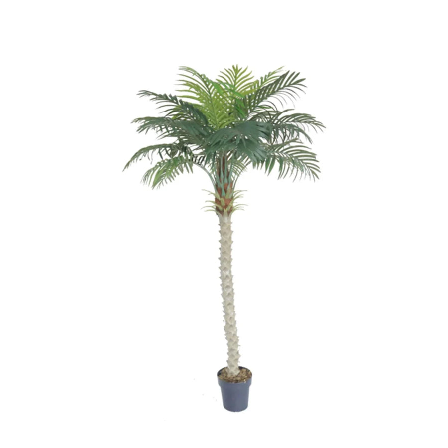 Areca Palm Tall