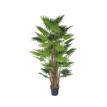 Areca Palm S