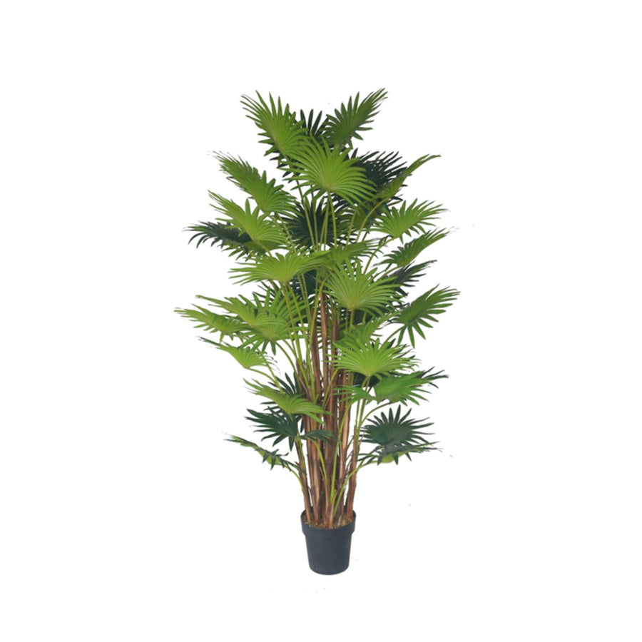 Areca Palm S