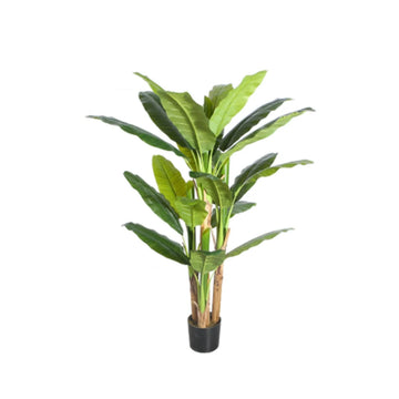 Bananenboom M