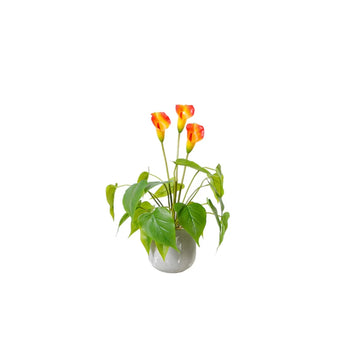 KLEINE PLANT QX-MT-JH 47 CM
