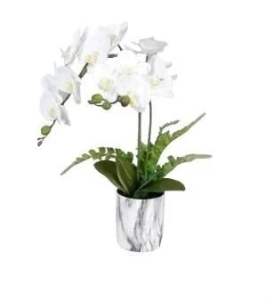 ORCHIDEE BF-HDL-2PJ 50 CM
